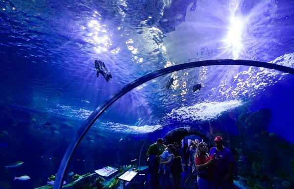 Приморский океанариум готовит иски о защите чести после обвинений в соцсетях