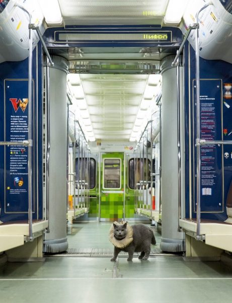 Британский кот прокатился в шекспировском поезде московского метро