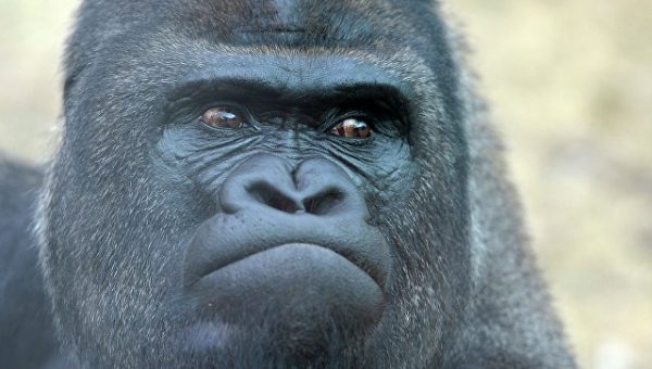 Экологи: гражданская война в Конго вызвала почти полное вымирание горилл 