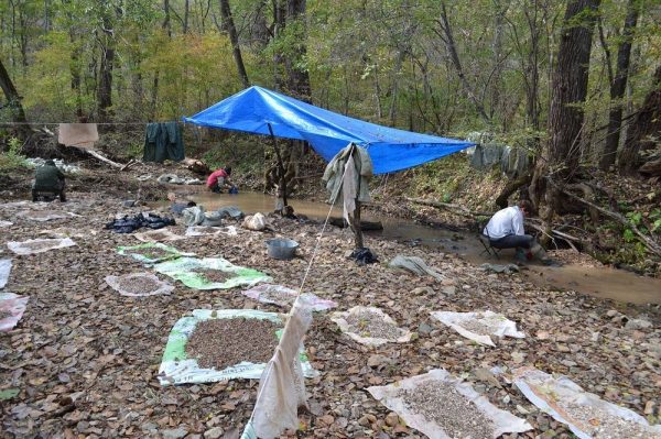 Ученые обнаружили на Дальнем Востоке останки животных, живших 50 тыс. лет назад