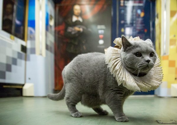 Британский кот прокатился в шекспировском поезде московского метро