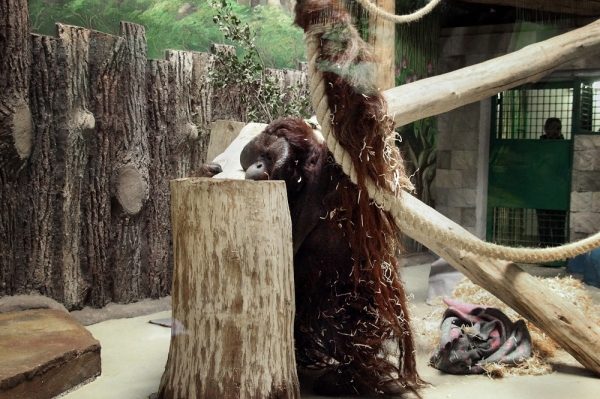  В Калининградский зоопарк привезли из Дании 105-килограммового орангутана
