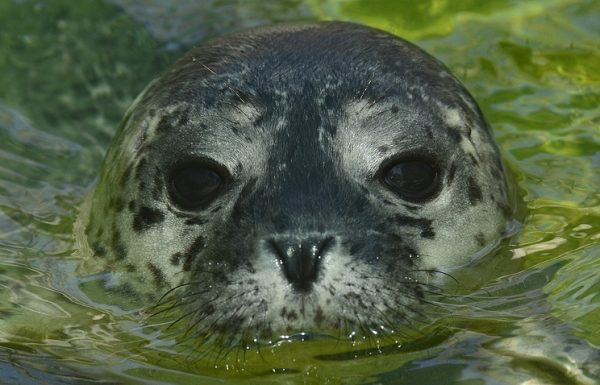 Ученые выяснят причины сокращения популяции редкого тюленя на Командорских островах