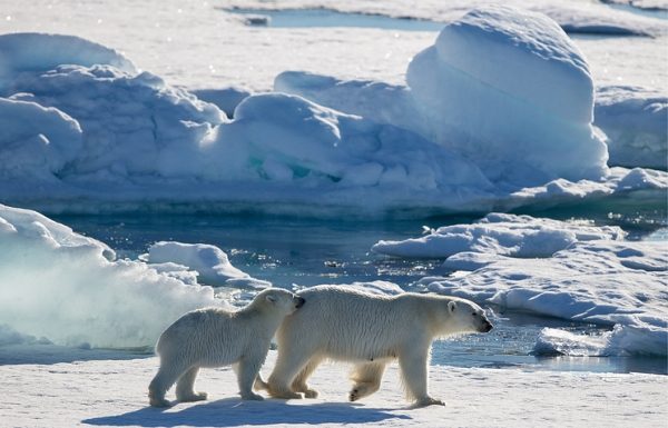 Ученые РФ и США провели первые совместные исследования популяции белых медведей на Чукотке