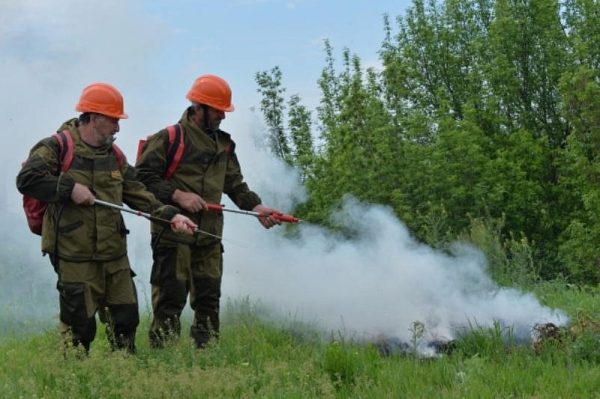 В полтора раза сократилось число лесных пожаров в МО 