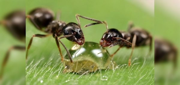 
			
												
				Минэкологии взяло под особую охрану редких муравьев в Солнечногорском районе