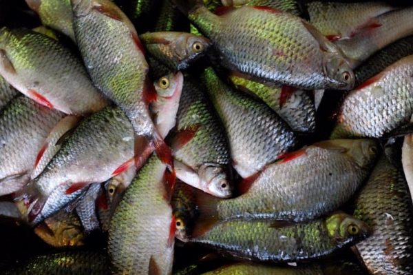  Сотни рыб задохнулись в Химкинском водохранилище