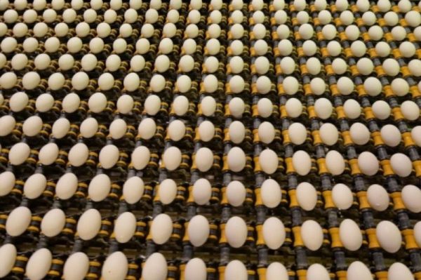 Три с половиной тысячи яиц задержали в аэропорту Домодедово