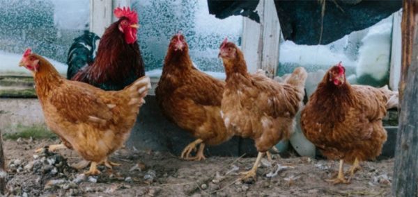 
			
												
				Фирму по производству мяса птицы оштрафовали в Солнечногорском районе