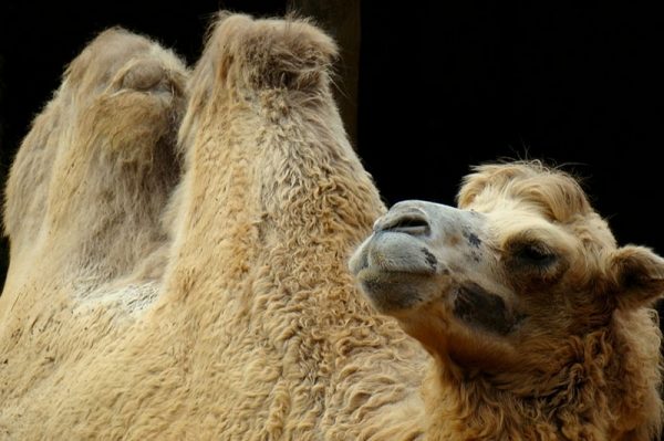 Владельца верблюдов, укусивших беременную, оштрафовали в Подмосковье