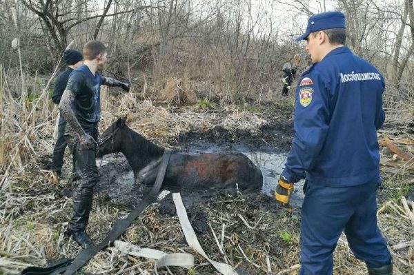 Лошадь, провалившуюся в болото, спасли в Балашихе