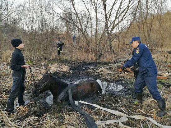 Подмосковные спасатели два часа вытаскивали из болота лошадь