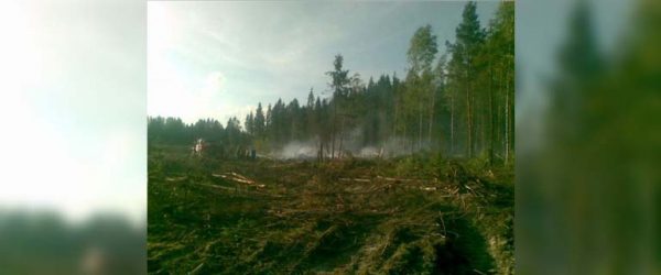 
			
												
				Все горелые и поврежденные короедом деревья планируют убрать в лесах Подмосковья к 2019 году
