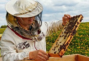 Региональный этап конкурса «Лучший пчеловод» пройдет в Зарайске
