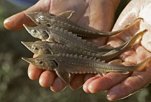 Предприятия рыбоводства Московской области приступают к разведению экзотических для регионов видов рыб – таких как осетровые