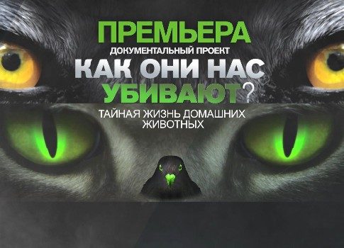 Про котиков-убийц: на РЕН ТВ документальный фильм «Как они нас убивают? Тайная жизнь домашних животных»