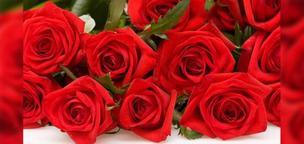 
			
												
				Зараженные розы из Кении обнаружили в Солнечногорском районе