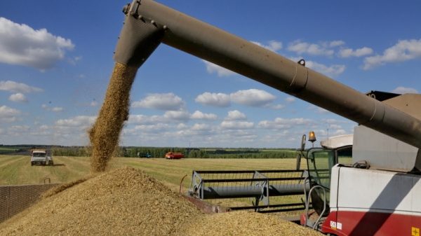 Уже свыше 400 тыс. тонн зерна намолотили в Подмосковье