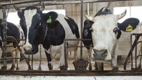 Шесть молочных ферм реконструировали в регионе с начала года – Разин