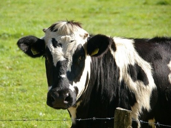 Ветеринары проверят, где корова зарыта