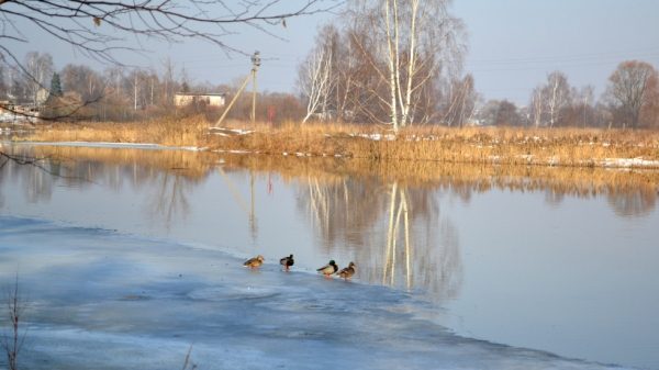 Областное Минэкологии расследует факт загрязнения Клязьмы в Щелкове неочищенными сточными водами
