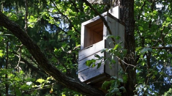 В трех муниципалитетах Подмосковья подготовили искусственные гнезда для редких птиц
