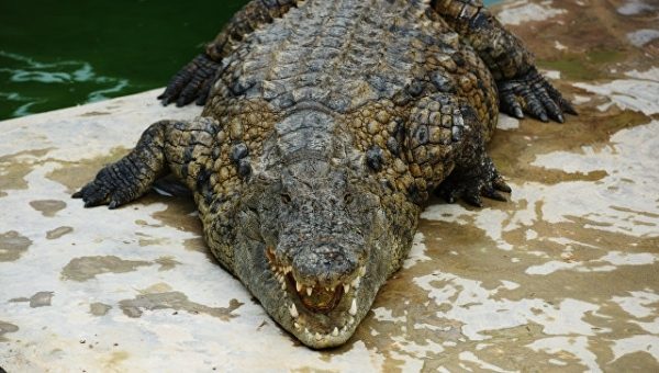 На Пхукете провели профилактику побега крокодилов