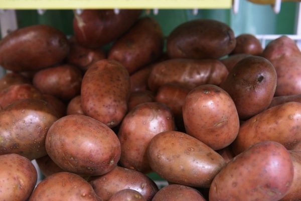 Московская область вошла в тройку лидеров ЦФО по сбору картофеля за 2017 год