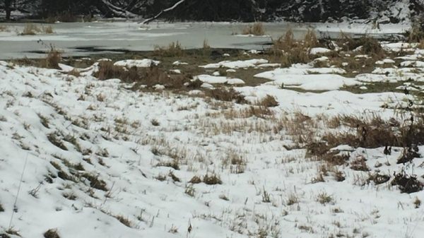 Русло реки Рожайки в Чехове очистили от мусора после вмешательства Минэкологии