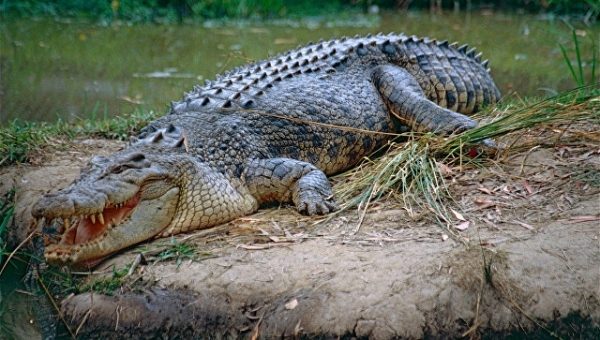На юге Зимбабве крокодилы напали на туриста