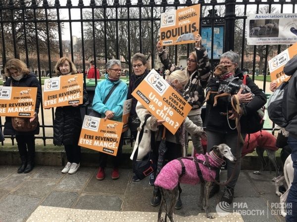 В Париже состоялась акция  против жестокого обращения с собаками-левретками