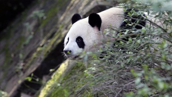 В Финляндию 18 января прибудут панды, подаренные Си Цзиньпинем