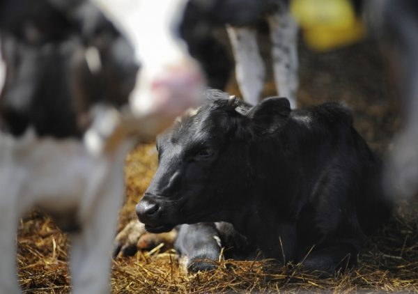 На молочной ферме TH True Milk в Волоколамском районе родились первые телята