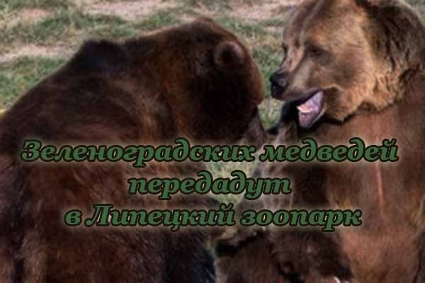 Зеленоградских медведей передадут в Липецкий зоопарк