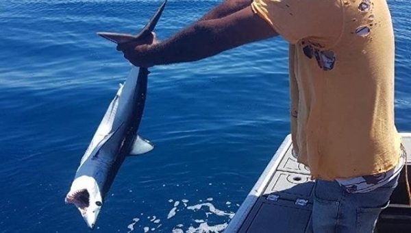 В Новой Зеландии рыбак голыми руками отбил улов у акулы