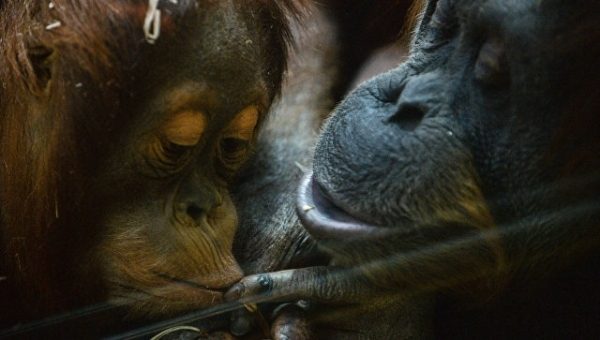 Индонезийские живодеры убили орангутана, выстрелив в него 130 раз