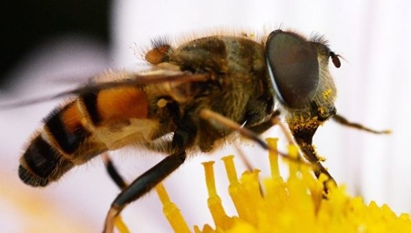 В Мексике десятки человек пострадали при нападении пчел