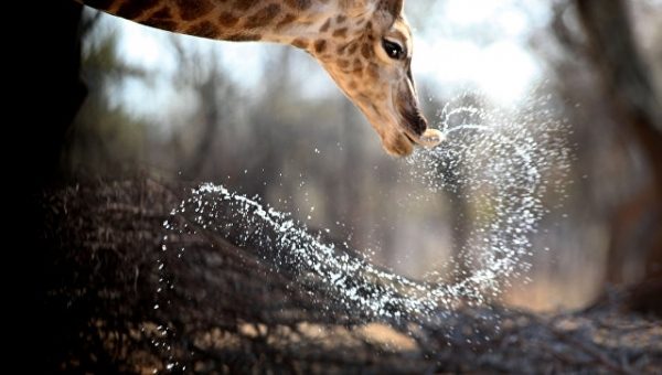 В Московском зоопарке прокомментировали историю с жирафом Мариусом в Дании