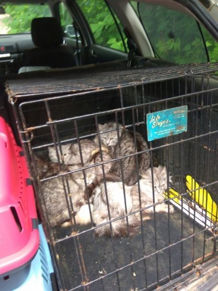 Подмосковные волонтеры обнаружили десятки полумертвых кошек в квартире в Электростали