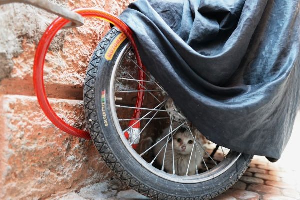 В Серпухове активизировались похитители велосипедов