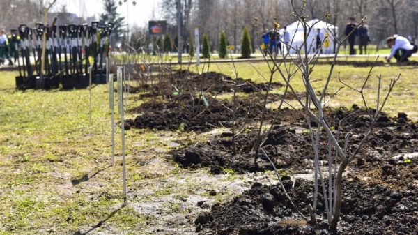 Почти 400 деревьев высадят в экопарке «Губайловский» в Красногорске в пятницу