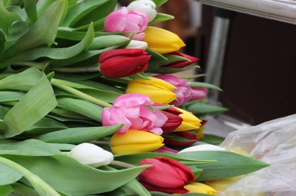 Более 250 тысяч тюльпанов появились на клумбах в центре Подольска