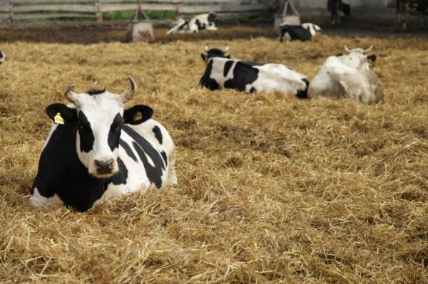 Московская область поддержала предложение улучшить условия содержания животных на фермах
