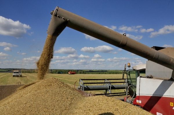 Более 200 тыс. тонн зерна собрали в Московской области в 2018 году