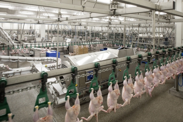 Разин: рост производства мяса в Подмосковье увеличится на 5% в текущем году