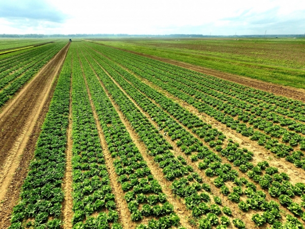 Более 350 тысяч гектаров земли ввели в сельхозоборот в Подмосковье за 5 лет