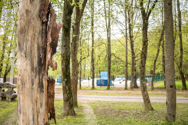 В городском парке Солнечногорска начались работы по санитарной вырубке сухостойных деревьев
