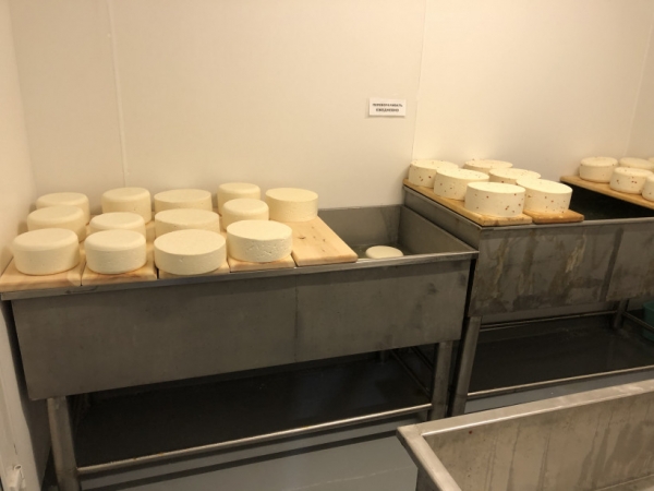 Новая сыроварня в городском округе Шаховская сможет производить до 200 тонн сыра в год