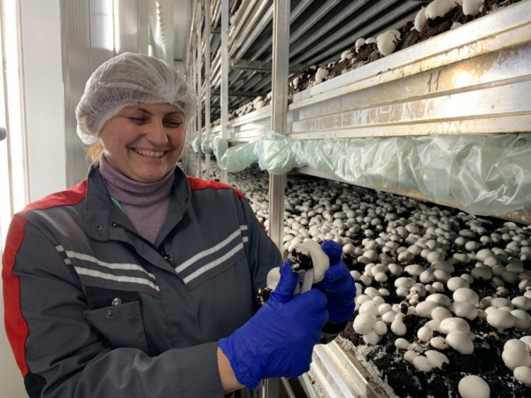 Открытие крупнейшего комплекса мощностью 5 тыс тонн грибов в год состоялось в Подмосковье