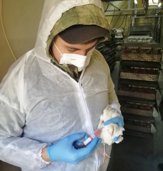 Специалисты ветслужбы Московской области с начала года провели более 63 тысяч исследований на вирус гриппа птиц